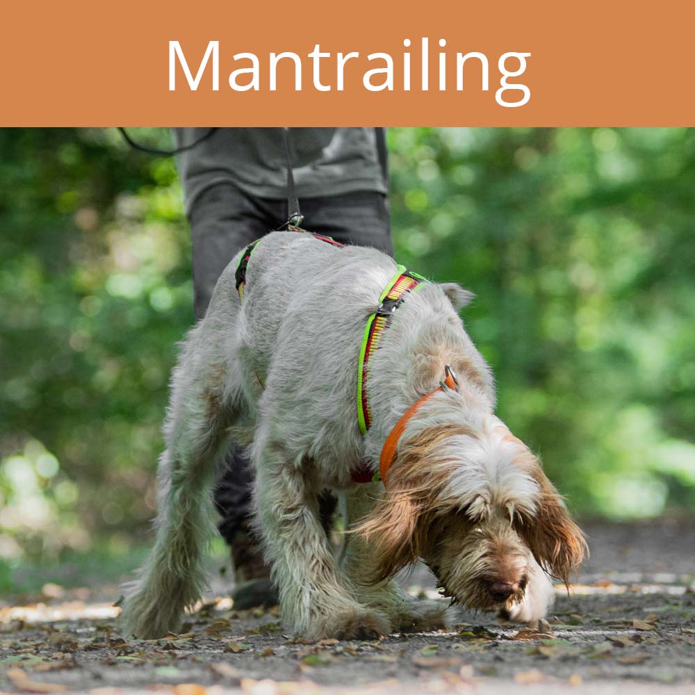 mantrailing, Vertraute Pfoten, Alltagstraining, Doggy-Fitness